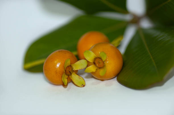 Grumixama is a species native from Brazil ans it is found at Atlantic Forest. Its fruits are tasty and the tree are very ornamental