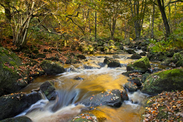 istock Padley Gorge Autumn Colour 1284298835