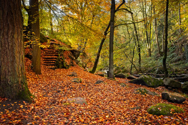 Padley Gorge Autumn Colour stock photo