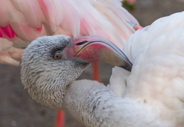 istock Pink Flamingos 1284299877