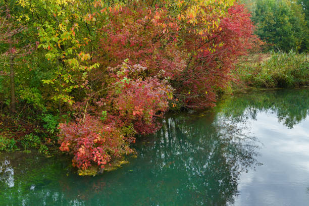 istock Trees hanging over the river in deep autumn. Foliage in autumn coloring. 1284302596