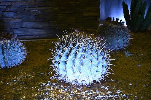 A closeup of cactus mammillaria plants