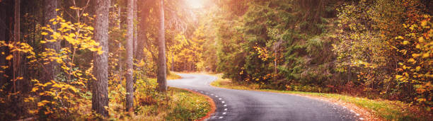 istock Asphalt road with beautiful trees on the sides in autumn 1284303236