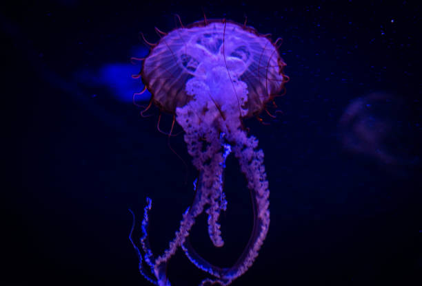 purple jellyfish stock photo
