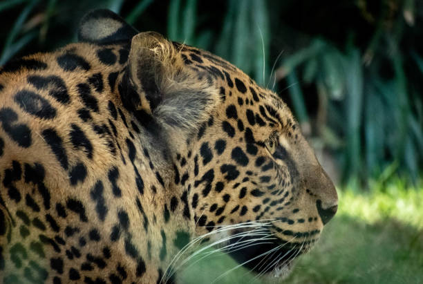 portrait of a spotted leopard stock photo