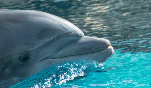 Dolphin portrait stock photo