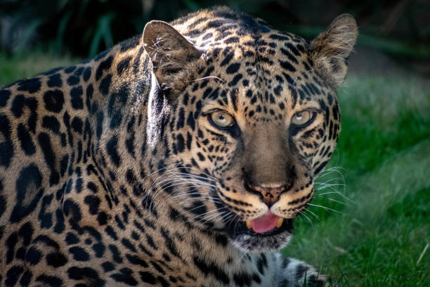 spotted leopard portrait stock photo