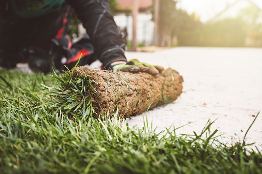 Worker, gardener installing sod rolls for a new lawn. Wearing protective gloves while unrolling the sod.