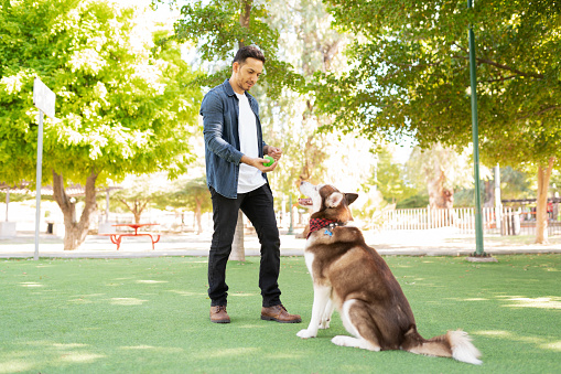 Good looking male dog owner training a big furry dog with a ball in the park's grass