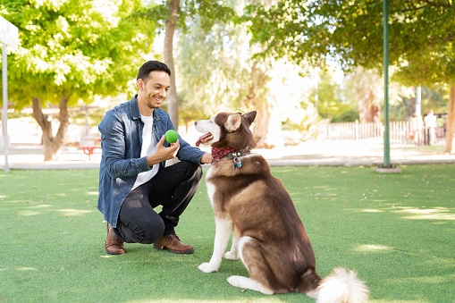 Male dog owner in his 30s playing with his beuatiful dog and a ball in the park