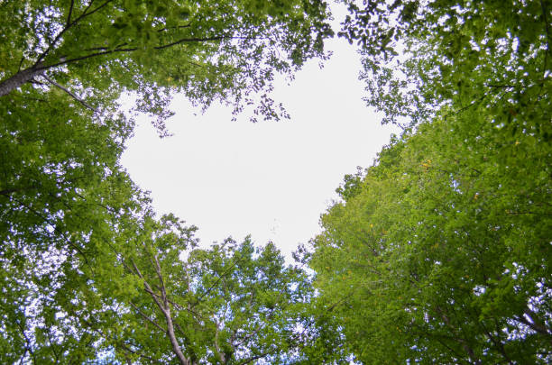 istock Green treetops framing the sunny blue sky with clouds. Space for text. Nature concept. 1284309514