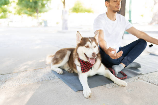 istock Dog waiting for his owner while doing yoga 1284309585