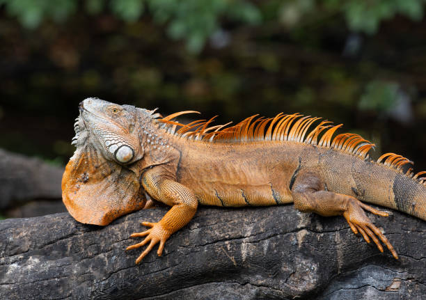 Male Iguana Stretched Over Log stock photo