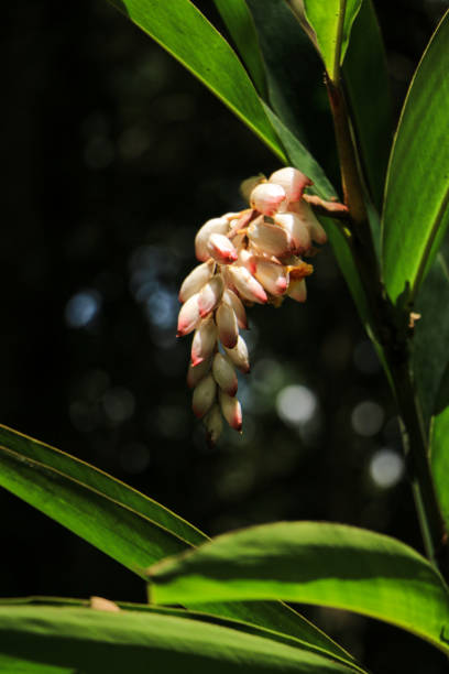 istock Tropical flower garden 1284309775