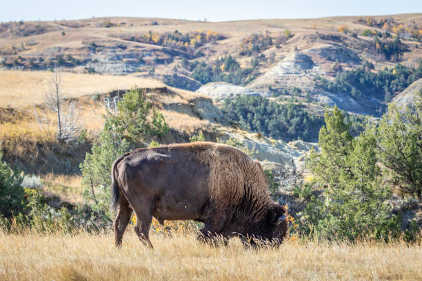 istock Bison in North Dakota Badlands Environment 1284310589