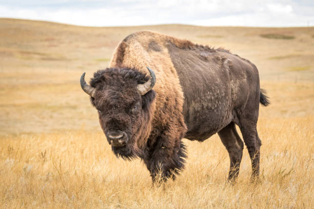 Close-Up View of Bison in Theodore Roosevelt National Park. A lone bison eyes a safely distanced visitor with a telephoto lens in North Dakota's Theodore Roosevelt National Park. american bison stock pictures, royalty-free photos & images