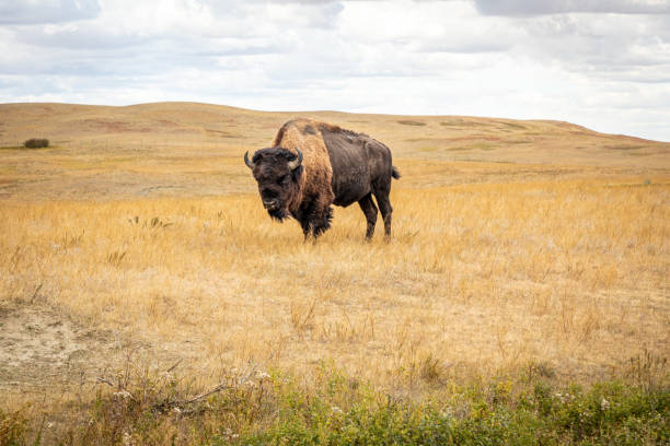 einsamer bison in north dakota grassland - american bison stock-fotos und bilder