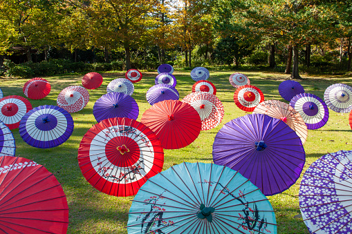 Tokyo, Japan - Nov 4, 2020: At National Showa Park in Tachikawa, Japanese umbrellas are lined up on the ground in a Japanese garden to enjoy the autumn leaves.