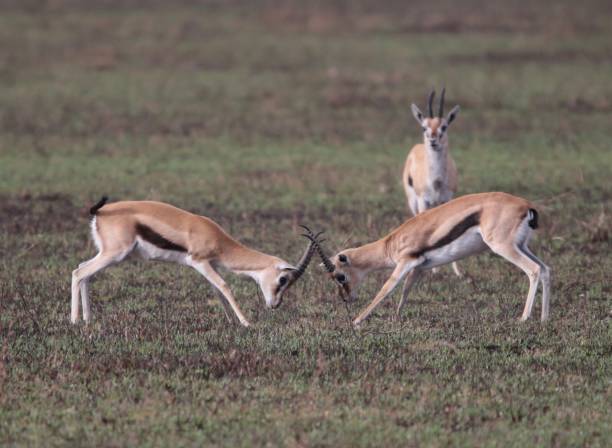 istock Antelopes fighting as another looks on 1284313742