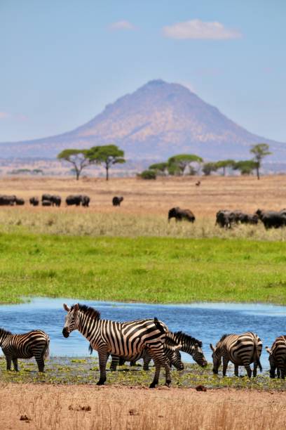 istock Zebras and elephants on the plains 1284314515