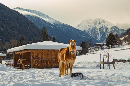 Horses standing in the snow near wooden shelter in alpine valley; in background wooden traditional huts and mountain range of St. Nikolaus (Ultental,South Tyrol/Italy) on cold winter day