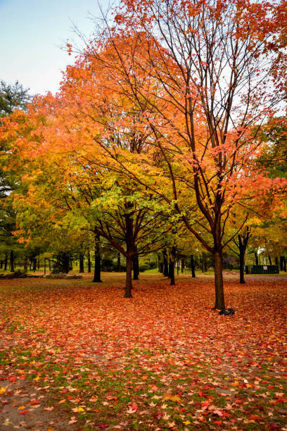 istock row of trees in a park in autumn 1284316151