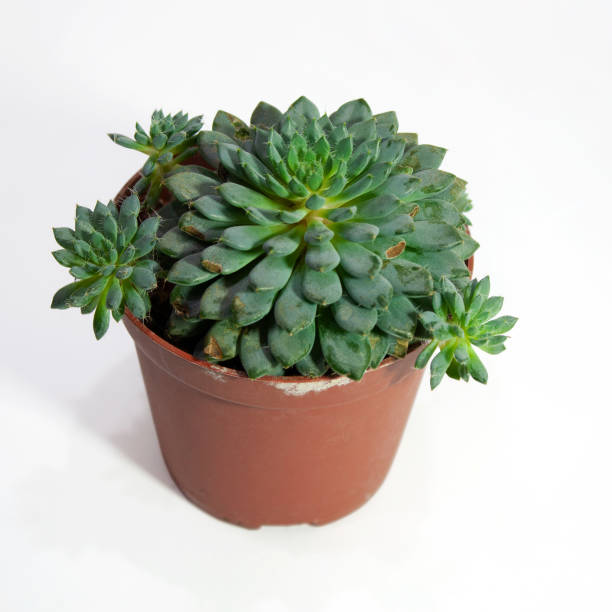 istock Echeveria setosa deminuta succulent plant 1284317621