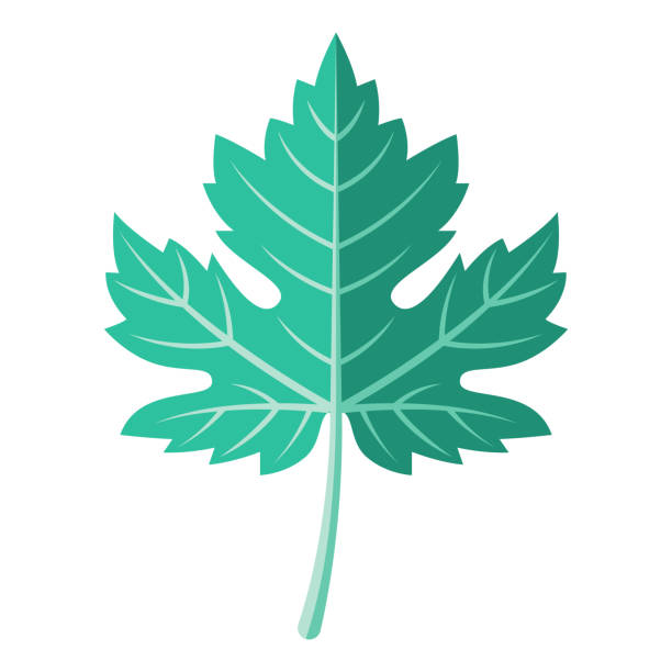 traubenblatt-symbol auf transparentem hintergrund - grape leaf stock-grafiken, -clipart, -cartoons und -symbole