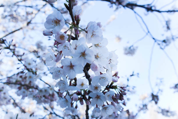 istock Cherry blossoms at Ueno Park in Japan 1284318539