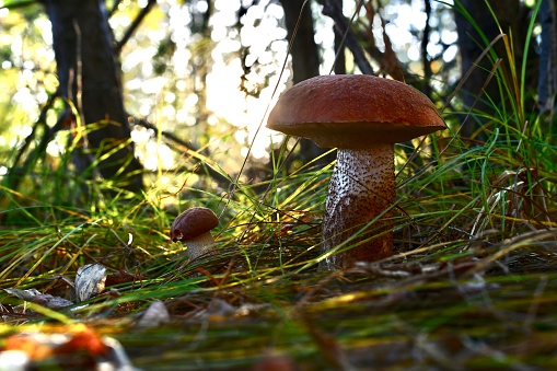 Forest mushrooms, the concept of the family, father and son, grow in the grass, with rays of bright sun.