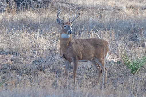 Whitetail buck looking at camera in quiet forest