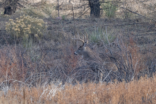 Whitetail buck looking at camera in quiet forest