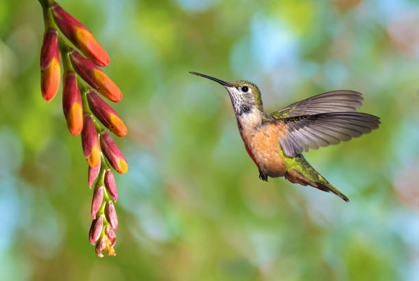 istock Pretty medium sized Hummingbird Flying in the garden 1284320430