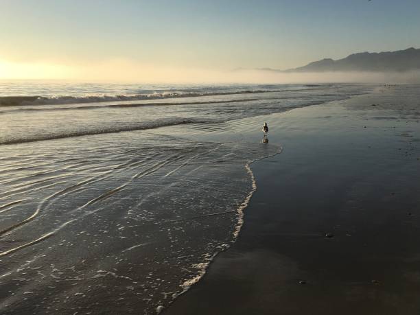 istock One bird stands on the shore on a dramatic beach 1284321138