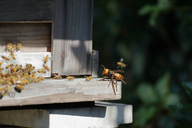 istock Japanese giant vespas  are attacking a beehive. 1284322558