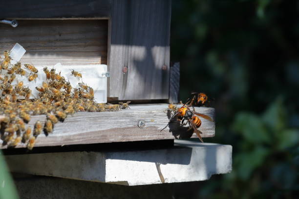 istock Japanese giant vespas  are attacking a beehive. 1284322593