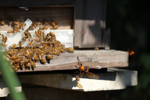 istock Japanese giant vespas  are attacking a beehive. 1284322608