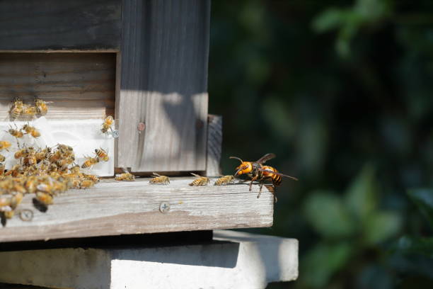 istock Japanese giant vespas  are attacking a beehive. 1284322644