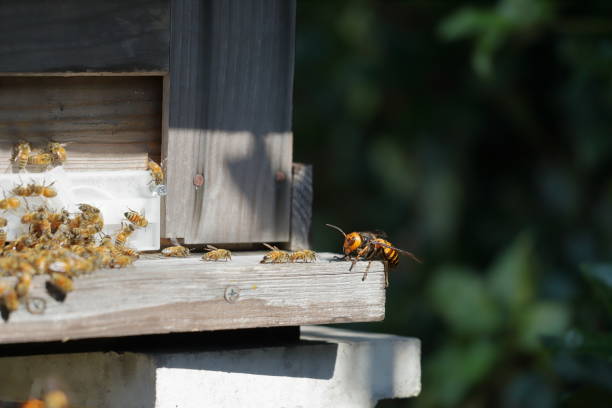 istock Japanese giant vespas  are attacking a beehive. 1284322667