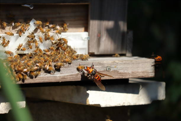 istock Japanese giant vespas  are attacking a beehive. 1284322676