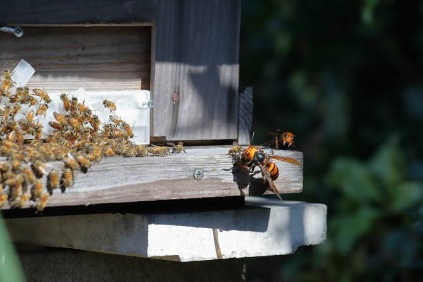 istock Japanese giant vespas  are attacking a beehive. 1284322688