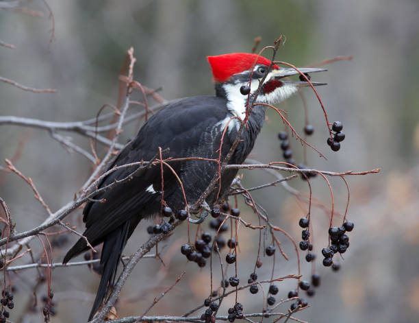 Pileated Woodpecker A male Pileated Woodpecker eating berries pileated woodpecker stock pictures, royalty-free photos & images