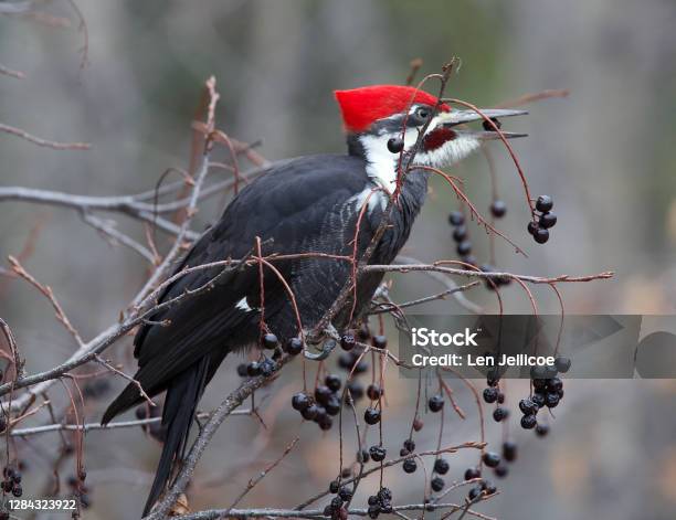 Pileated Woodpecker Stock Photo - Download Image Now - Nature, One Animal, Pileated Woodpecker