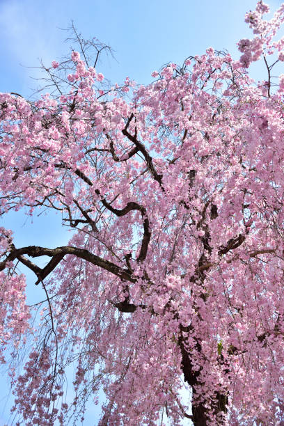 istock Cherry blossom in spring season 1284324697