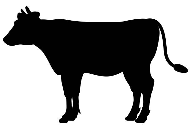 Illustration of a cow silhouette seen from the side A simple cow silhouette drawn in black on a white background calf ranch field pasture stock illustrations