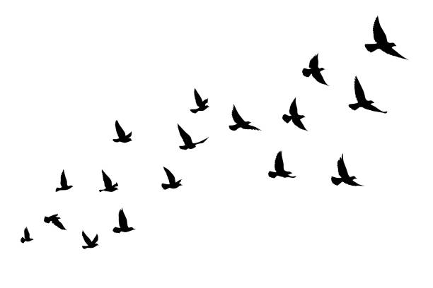 ilustrações de stock, clip art, desenhos animados e ícones de flying birds silhouettes on isolated background. vector illustration. isolated bird flying. tattoo and wallpaper background design. - gaggle