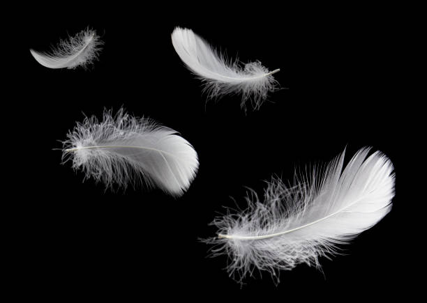 istock Soft light fluffy a feathers floating in the dark. Feather abstract freedom concept background. Isolate on black background. 1284328793