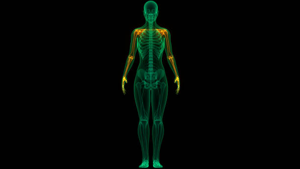 human skeleton system bone joints upper limbs anatomy - human upper body xray imagens e fotografias de stock