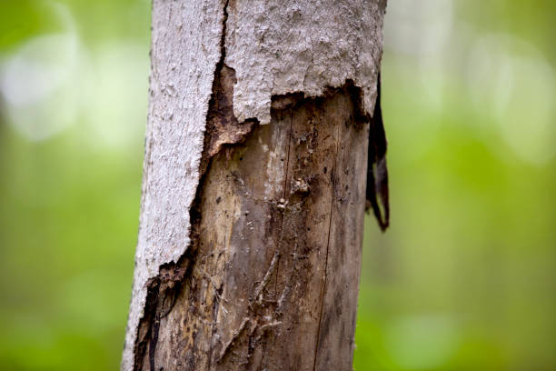 istock A study in texture of trees in an Ontario Boreal Forest. 1284329538