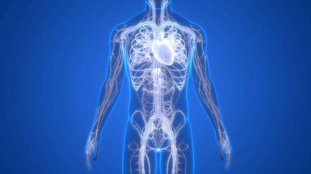 istock Human Circulatory System Heart Anatomy 1284330504
